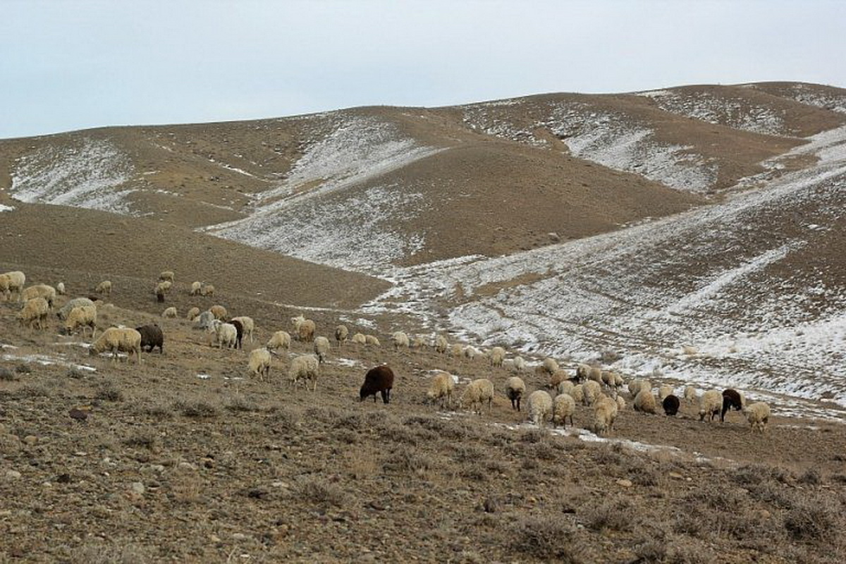 Жейтундықтар өсірген мал түрі. Мал чарбачылыгы. Мал шаруашылығы коллаж. Мал маганхойлары. Жейтундықтар өсірген мал түрі.